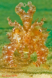 little cuttlefish trying to scare me away :-) by Dave Baxter 